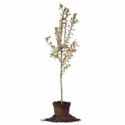 Perfect Plants Robinson Crabapple Tree All Trees