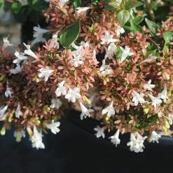 Perfect Plants Rose Creek Abelia Shrub