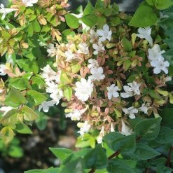 Perfect Plants Rose Creek Abelia Shrub