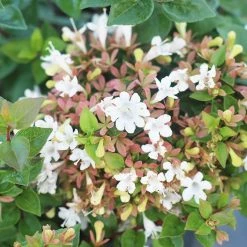 Perfect Plants Rose Creek Abelia Shrub