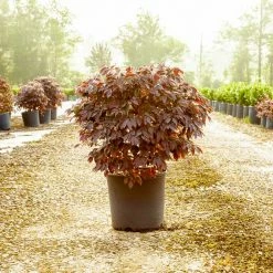 Perfect Plants Loropetalum Zhuzhou Chinese Fringe Flower Shrub