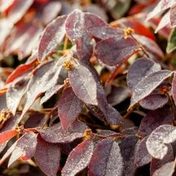 Perfect Plants Loropetalum Zhuzhou Chinese Fringe Flower Shrub