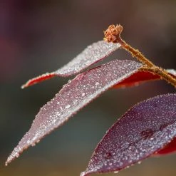 Perfect Plants Loropetalum Zhuzhou Chinese Fringe Flower Shrub