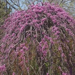Perfect Plants Ruby Falls Weeping Redbud Tree All Trees