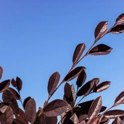 Perfect Plants Loropetalum Ruby Chinese Fringe Flower Shrub All Shrubs & Hedges 11 Perfect Plants Loropetalum Ruby Chinese Fringe Flower Shrub All Shrubs & Hedges