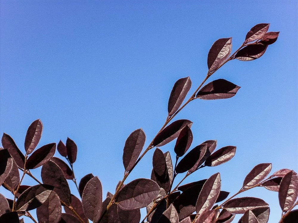 Perfect Plants Loropetalum Ruby Chinese Fringe Flower Shrub All Shrubs & Hedges 5 Perfect Plants Loropetalum Ruby Chinese Fringe Flower Shrub All Shrubs & Hedges