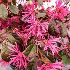 Perfect Plants Loropetalum Ruby Chinese Fringe Flower Shrub All Shrubs & Hedges 12 Perfect Plants Loropetalum Ruby Chinese Fringe Flower Shrub All Shrubs & Hedges