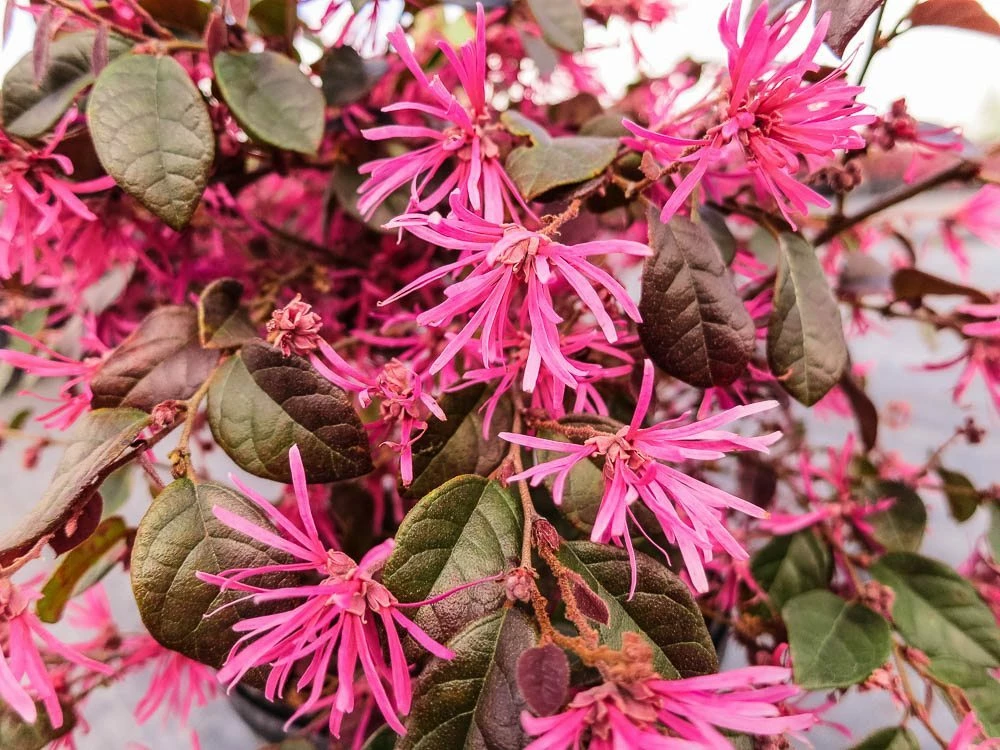 Perfect Plants Loropetalum Ruby Chinese Fringe Flower Shrub All Shrubs & Hedges 6 Perfect Plants Loropetalum Ruby Chinese Fringe Flower Shrub All Shrubs & Hedges