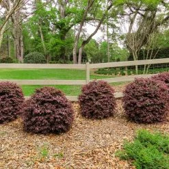 Perfect Plants Loropetalum Ruby Chinese Fringe Flower Shrub All Shrubs & Hedges 13 Perfect Plants Loropetalum Ruby Chinese Fringe Flower Shrub All Shrubs & Hedges