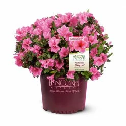Perfect Plants Autumn Sangria™ Encore® Azalea Shrub Azalea Shrubs