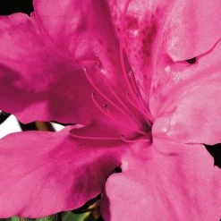 Perfect Plants Autumn Sangria™ Encore® Azalea Shrub Azalea Shrubs