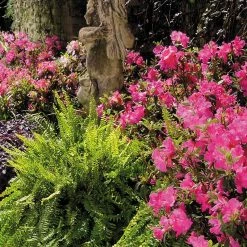 Perfect Plants Autumn Sangria™ Encore® Azalea Shrub Azalea Shrubs