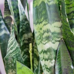 Perfect Plants Sansevieria Zeylanica Snake Plant