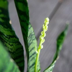 Perfect Plants Sansevieria Zeylanica Snake Plant