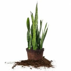 Perfect Plants Sansevieria Zeylanica Snake Plant