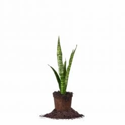 Perfect Plants Sansevieria Zeylanica Snake Plant
