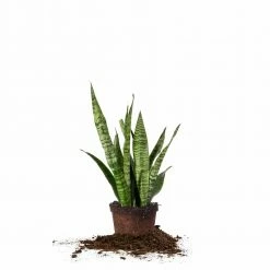 Perfect Plants Sansevieria Zeylanica Snake Plant