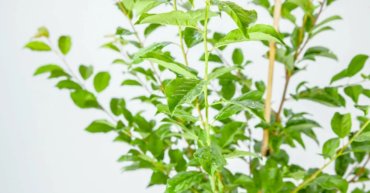 Perfect Plants Santa Rosa Plum Tree 2 Perfect Plants Santa Rosa Plum Tree