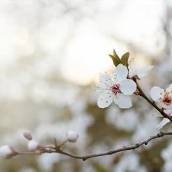 Perfect Plants Santa Rosa Plum Tree 6 Perfect Plants Santa Rosa Plum Tree