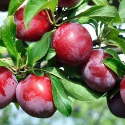 Perfect Plants Santa Rosa Plum Tree 7 Perfect Plants Santa Rosa Plum Tree