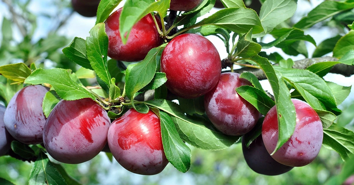 Perfect Plants Santa Rosa Plum Tree 4 Perfect Plants Santa Rosa Plum Tree