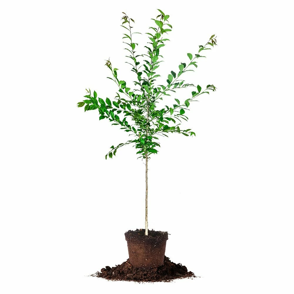 Perfect Plants Scarlet Beauty Plum Tree Plum Trees 1 Perfect Plants Scarlet Beauty Plum Tree Plum Trees