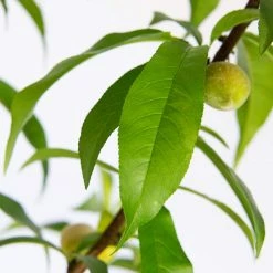 Perfect Plants Scarlet Prince Peach Tree