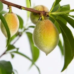 Perfect Plants Scarlet Prince Peach Tree