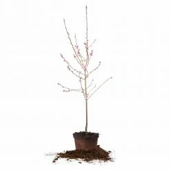 Perfect Plants Scarlet Prince Peach Tree