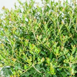 Perfect Plants Schilling Holly All Shrubs & Hedges