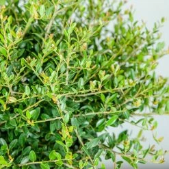 Perfect Plants Schilling Holly All Shrubs & Hedges