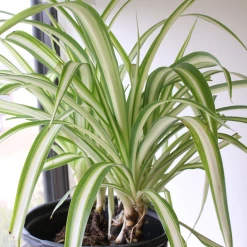Perfect Plants Variegated Spider Plant