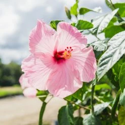 Perfect Plants Seminole Pink Hibiscus Tree Hibiscus Bushes