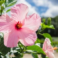 Perfect Plants Seminole Pink Hibiscus Tree Hibiscus Bushes