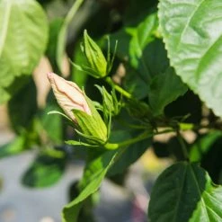 Perfect Plants Seminole Pink Hibiscus Tree Hibiscus Bushes