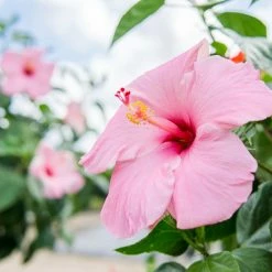 Perfect Plants Seminole Pink Hibiscus Tree Hibiscus Bushes