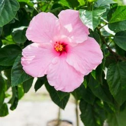 Perfect Plants Seminole Pink Hibiscus Tree Hibiscus Bushes