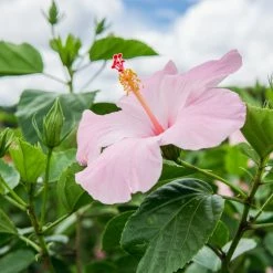 Perfect Plants Seminole Pink Hibiscus Tree Hibiscus Bushes