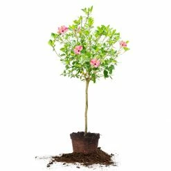 Perfect Plants Seminole Pink Hibiscus Tree Hibiscus Bushes