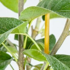 Perfect Plants Shinseiki Asian Pear Tree