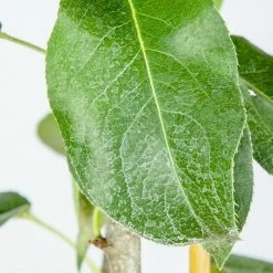 Perfect Plants Shinseiki Asian Pear Tree