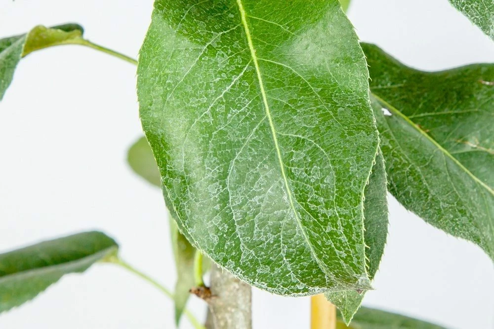 Perfect Plants Shinseiki Asian Pear Tree 4 Perfect Plants Shinseiki Asian Pear Tree