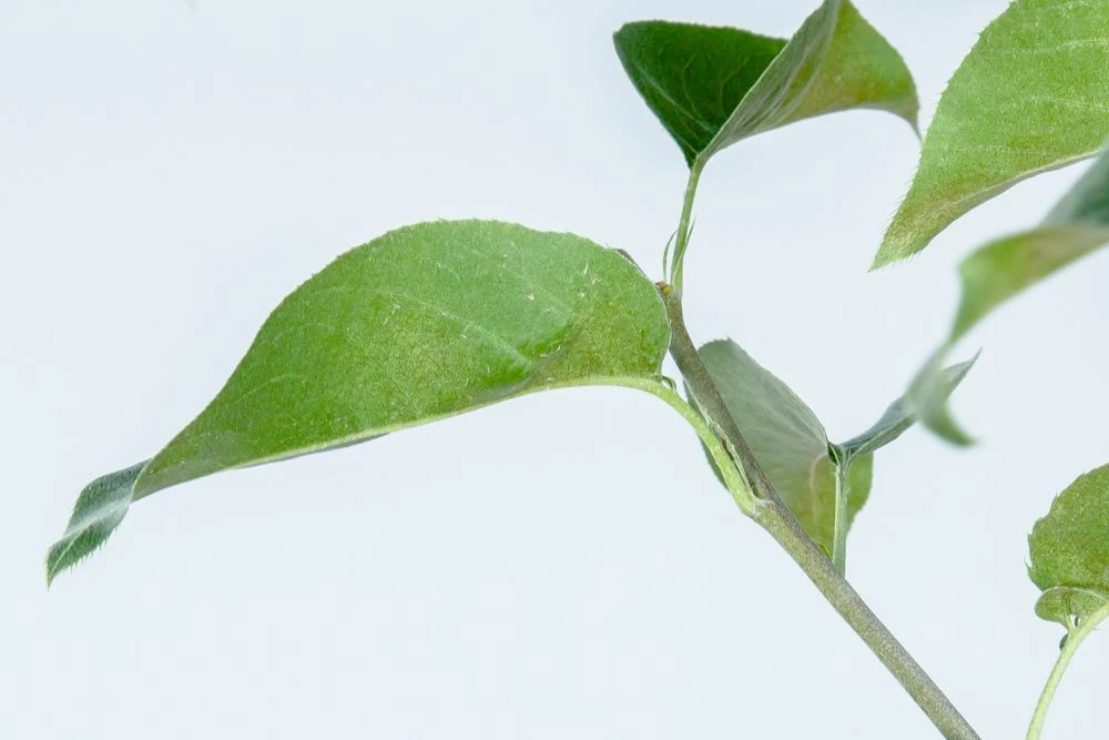 Perfect Plants Shinseiki Asian Pear Tree 5 Perfect Plants Shinseiki Asian Pear Tree