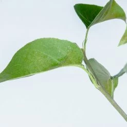 Perfect Plants Elliot Pecan Tree | Type 2 Pollinator