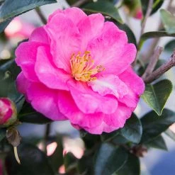 Perfect Plants All Shrubs & Hedges Shishi Gashira Camellia