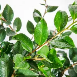 Perfect Plants All Shrubs & Hedges Shishi Gashira Camellia