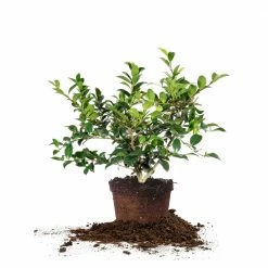 Perfect Plants All Shrubs & Hedges Shishi Gashira Camellia