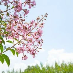 Perfect Plants Sioux Crape Myrtle Tree All Trees