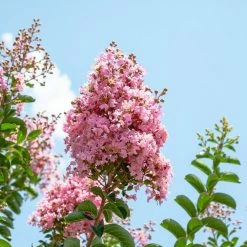 Perfect Plants Sioux Crape Myrtle Tree All Trees 9 Perfect Plants Sioux Crape Myrtle Tree All Trees