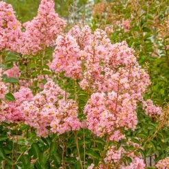 Perfect Plants Sioux Crape Myrtle Tree All Trees 10 Perfect Plants Sioux Crape Myrtle Tree All Trees